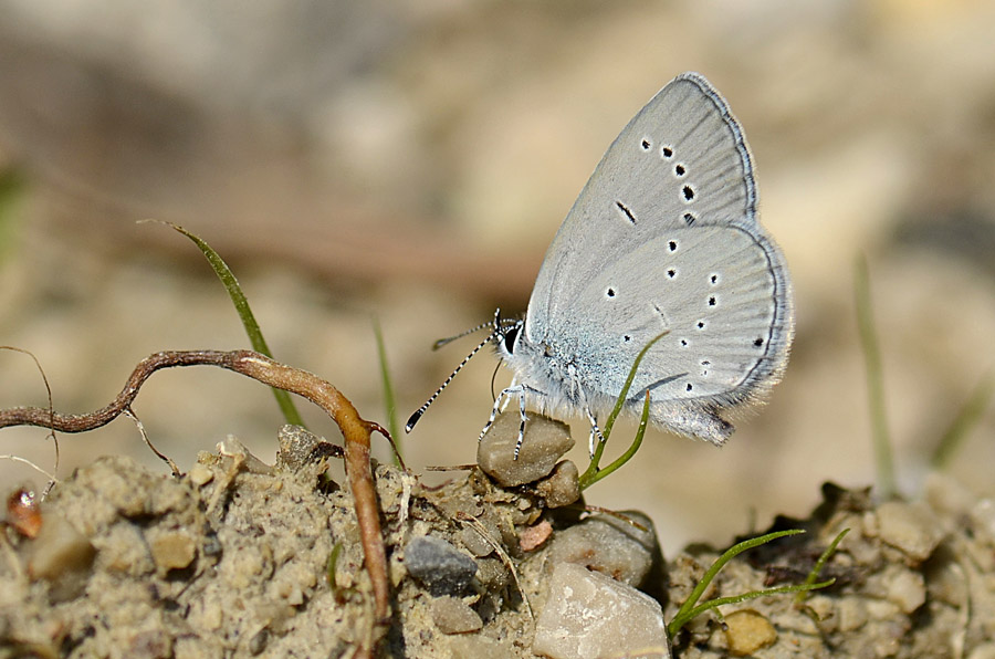 Celastrina argiolus e Cupido minimus ?